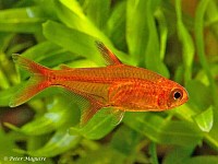 Vuur Tetra