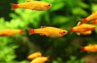 Chinese Goud Danio
