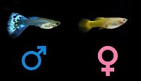 Guppy
