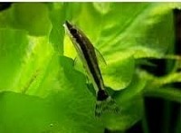 Affinis