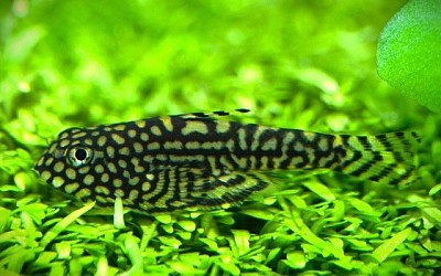 Sewellia Linelolata - Steenkruiper