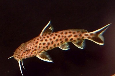 Synodontis Petricola - Dwerg-Koekoeksmeerval