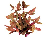 Papagaaiblad