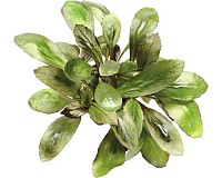 Kardinaalslobelia