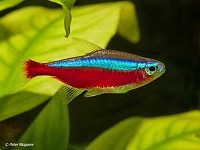 Kardinaal Tetra