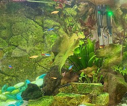 Rotsen en Planten