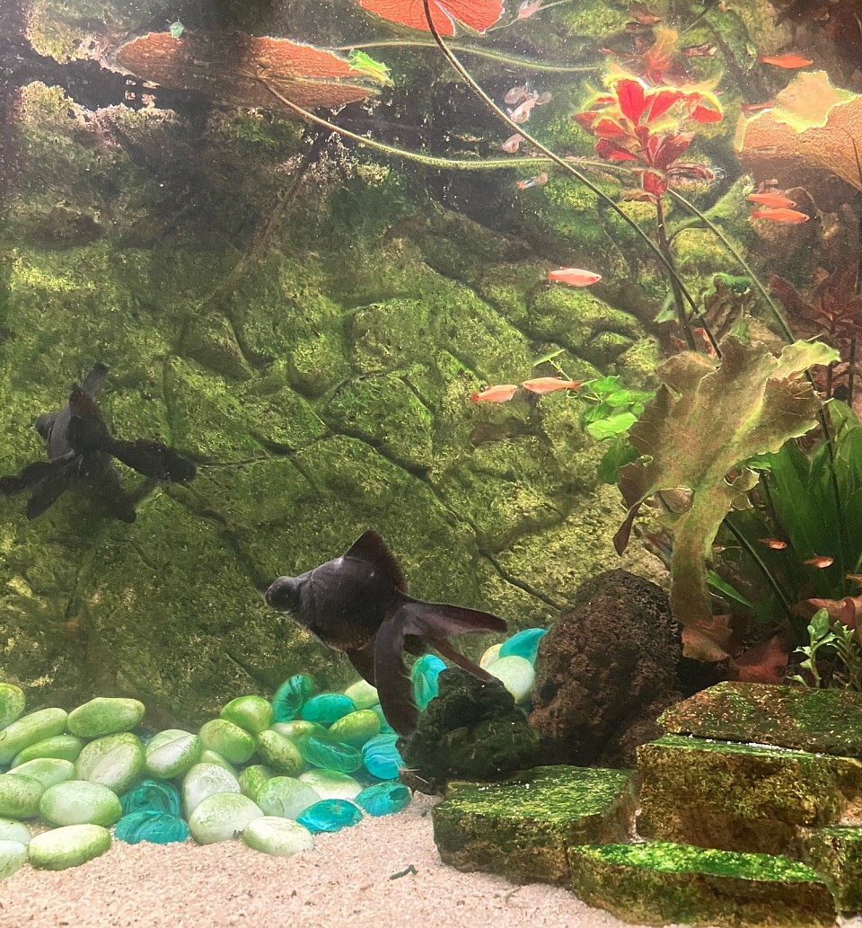 Zonsondergang in het aquarium