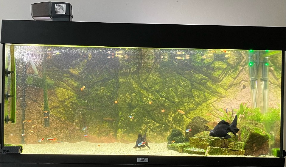 Het aquarium
