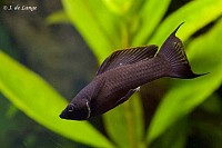 Black Molly