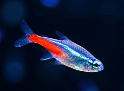 Neon Tetra