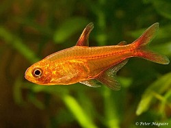 Vuur Tetra