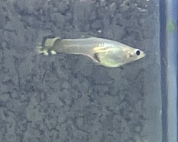 Kweekguppy, locatie Kweekbak
