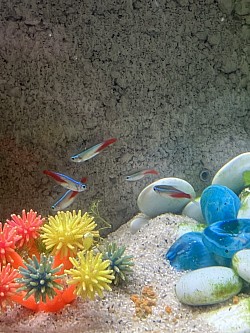 Neon Tetra’s in de verkoop
