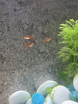 Vuur Tetra’s in de verkoop