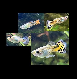 Guppy