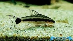 Affinis