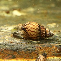 Maleisische Torenslak