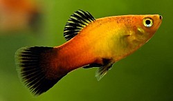 Platy