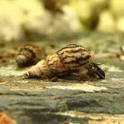 Maleisische Torenslak