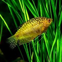 Goud Gourami