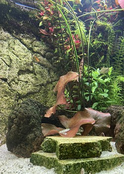 Aquarium boven, 29-1-2026