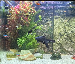 Aquarium boven, 29-1-2026