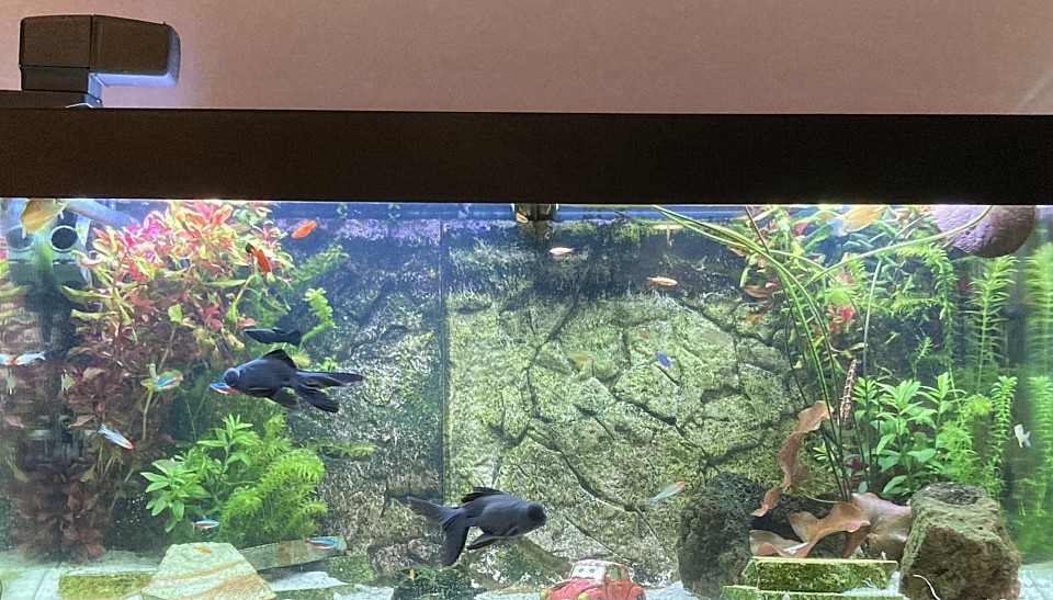 Aquarium boven, 29-1-2026